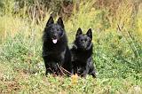 SCHIPPERKE 424